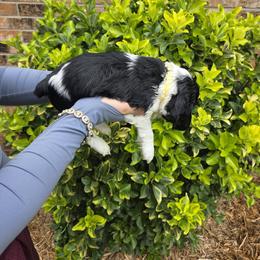 BOY YELLOW - Black white and tan male Cocker Spaniel puppy in Longview, Texas from Allison Cocker Spaniel Pup's