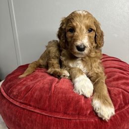 Bernedoodle, Goldendoodle, and Poodle Puppies from Poodle and Doodle Haven