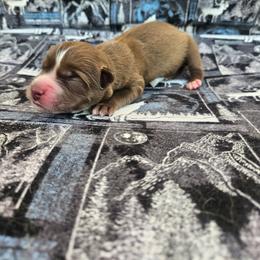 Oscar - Red and white male Siberian Husky puppy in Louisville, Kentucky from Wild Hunt Huskies