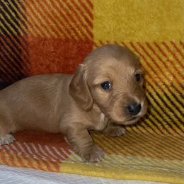 Cider - Red female Dachshund puppy in Cadillac, Michigan from Winzig Ranch