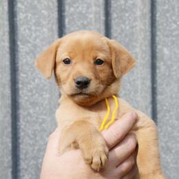 German Shorthaired Pointer and Labrador Retriever Puppies from LL Gun Dogs, LLC