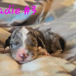 Sadie 3 - Blue merle female Aussiedoodle puppy in Redding, California from House Merrills Minis and Doodles