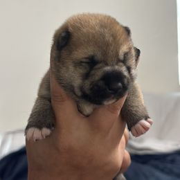 Pochi- Classic Japanese dog name - Red male Shiba Inu puppy in Lehigh Acres, Florida from SWFL Happy Dogs