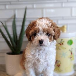 Candy - Blenheim female Cavapoo puppy in Caldwell, Idaho from Terrace Cav's