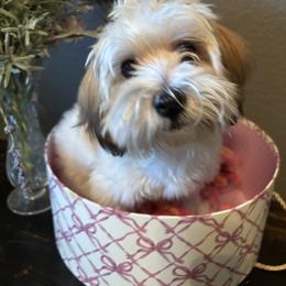 Summer - Tri-color female Coton de Tulear puppy in Freeport, Texas from H❤️PE COTONS