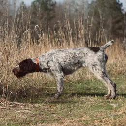 Mercy - German Wirehaired Pointer
