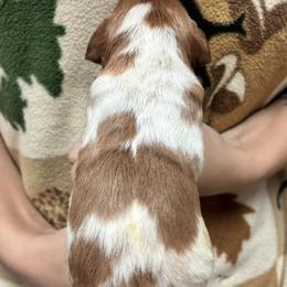 Izzy boy 2 - Orange and white male Brittany puppy in Floyd Knobs, Indiana from Cross Creek Brittanys