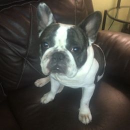 Panda - French Bulldog