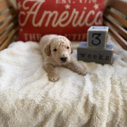 Valor aka Tan Collar - Cream male Goldendoodle puppy in Portland, Tennessee from Happy_Tails_by_TJ