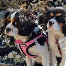 Cavalier King Charles Spaniels from Dartmoor Kennels