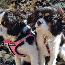 Cavalier King Charles Spaniels from Dartmoor Kennels