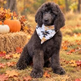 Charlie Pride - Black male Poodle puppy in Lookout, California from Rossiter Poodles