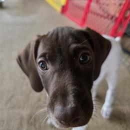 Starburst - White and liver female German Shorthaired Pointer puppy in Hawley, Texas from Wood Farmstead