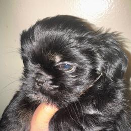 Bolt - Black and white male Shih Tzu puppy in Azusa, California from RJ Shih Tzu lover