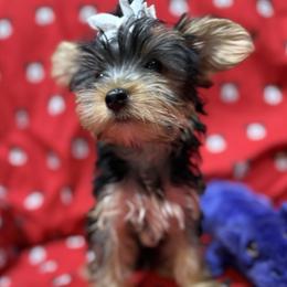 Yorkshire Terrier Puppies from Rosann Serna