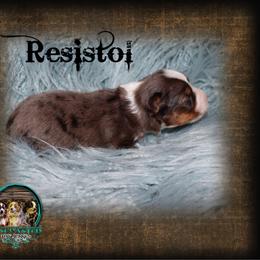 Resistol - Blue merle male Toy Australian Shepherd puppy in Anson, Texas from Diamond Bar N Ranch