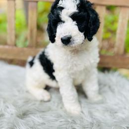 Ginger - Black and white female Bernedoodle puppy in Natural Bridge, Virginia from Rockbridge Puppies