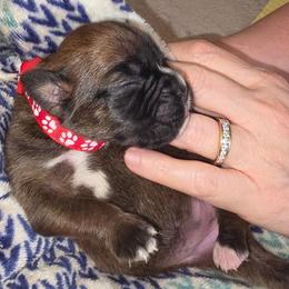 Red girl - Fawn female Boxer puppy in Titusville, Florida from Saskobox