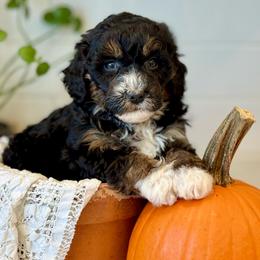Pink - Tri-color female Bernedoodle puppy in Hesperia, Michigan from Red Acres Poodles & Doodles