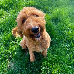 Nala - Goldendoodle