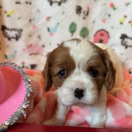 Ariana - Blenheim female Cavalier King Charles Spaniel puppy in Sacramento, California from Angels Ridge Cavaliers