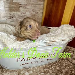 Neo - Dapple male Dachshund puppy in Atwood, Oklahoma from Holder’s Doxie Farm