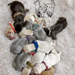 Blue - Champagne male Dilute Retriever puppy in Ste. Genevieve, Missouri from Megans Labradors