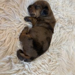 Dachshund Puppies from Mini Dachshunds