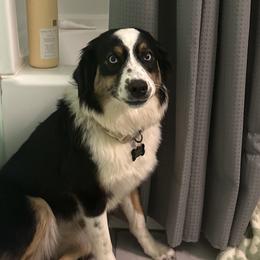 Australian Shepherds from Madeline Lee