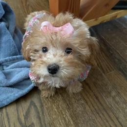 Poodle Puppies from Singing Sands Poodles