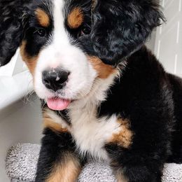 Bernese Mountain Dogs from Downy Dutch Bernese