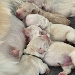 Golden Retriever Puppies from Ruff Life Goldens