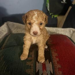 Colin - Red  male Poodle puppy in Winter Haven, Florida from Herdez’s Poodles