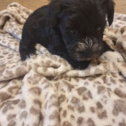 Lilly - Black female Miniature Schnauzer puppy in Warrenville, South Carolina from All Paws Pet Resort