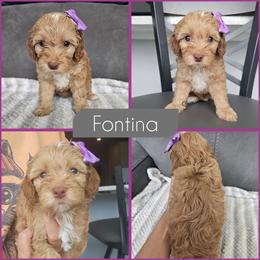 Fontina - Golden female Cockapoo puppy in Zanesville, Ohio from Southtown Doodles LLC