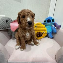 Grey - Apricot male Goldendoodle puppy in Bakersfield, California from Lavish Doodles