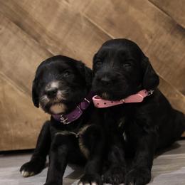 Solid black female - Black female Goldendoodle puppy in Vallejo, California from Well Rooted Doodles