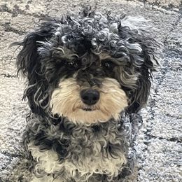 Moxie - Cockapoo