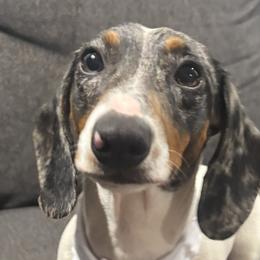 Chip - Dachshund