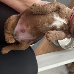 Goldendoodle Puppies from Bo doodles