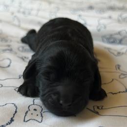 Athena - Black female Cockapoo puppy in Colorado Springs, Colorado from Garrett Doodles