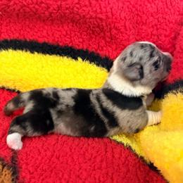 Starburst - Blue merle and white female Cardigan Welsh Corgi puppy in Mishawaka, Indiana from Squires Corgi Cottage