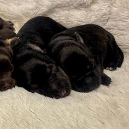 Girl - Salt and pepper female Miniature Schnauzer puppy in Independence, Missouri from Crown Schnauzers KC