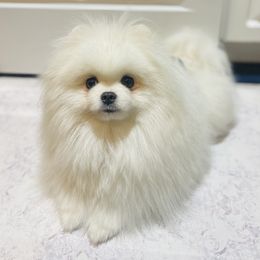 Kismet - Pomeranian