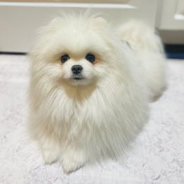 Kismet - Pomeranian