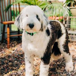 Addie - Gray and white female Sheepadoodle puppy in Farley, Iowa from Iowa's Doodle Co.