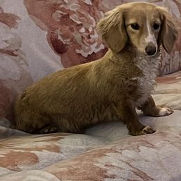 Primrose - Dachshund
