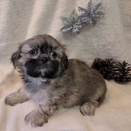 Boy 4 - Sable male Shih Tzu puppy in Bishop, California from Shih Tzu G-ma