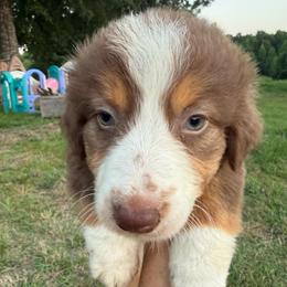 Jo - Red tri-color female Australian Shepherd puppy in Four Oaks, North Carolina from RoseWest Farms