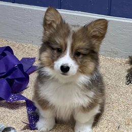 Pembroke Welsh Corgi Puppies from Desert Sunset Pembroke Welsh Corgis